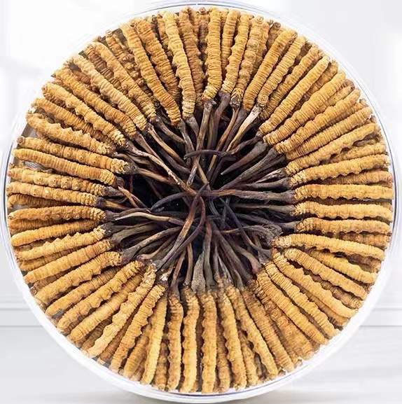 阳新冬虫夏草回收